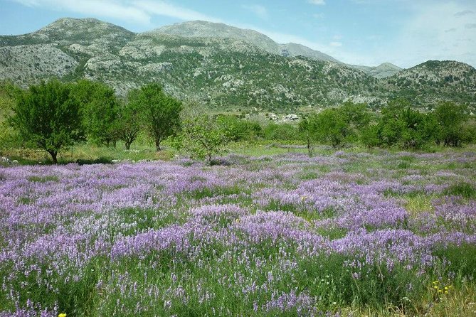 Katharo Route Tour from Agios Nikolaos - From Agios Nikolaos: How This 4x4 Day Really Works