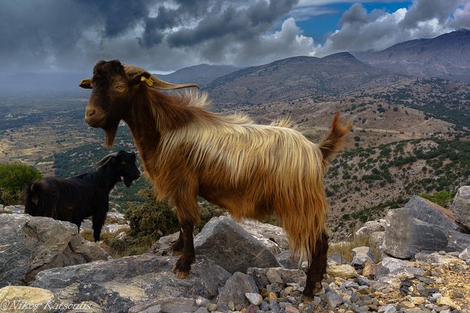 Katharo Route Tour from Agios Nikolaos - Overlooks Over the Lassithi Plateau and North Coast