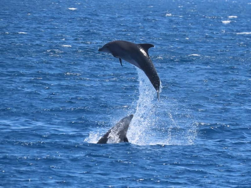 Kos: 3-Island Cruise with Lunch and Hotel Transfer - Quick hits before you go