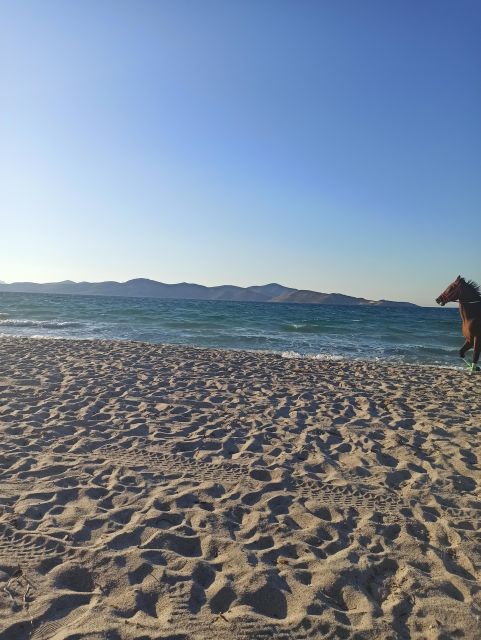 Kos: Horse Riding Experience on the Beach with Instructor - Why This Beach Ride on Kos Feels Different Than a Typical Excursion