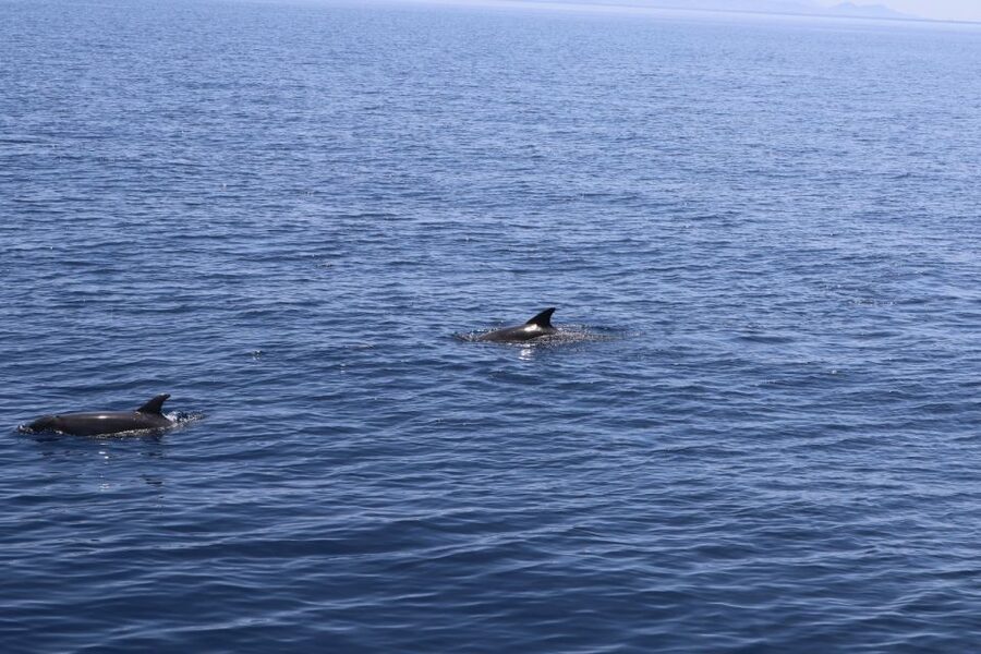 Kos Town: Kalymnos & Pserimos Day Cruise & Optional Transfer - Dolphin chances and onboard entertainment: why the crew matters