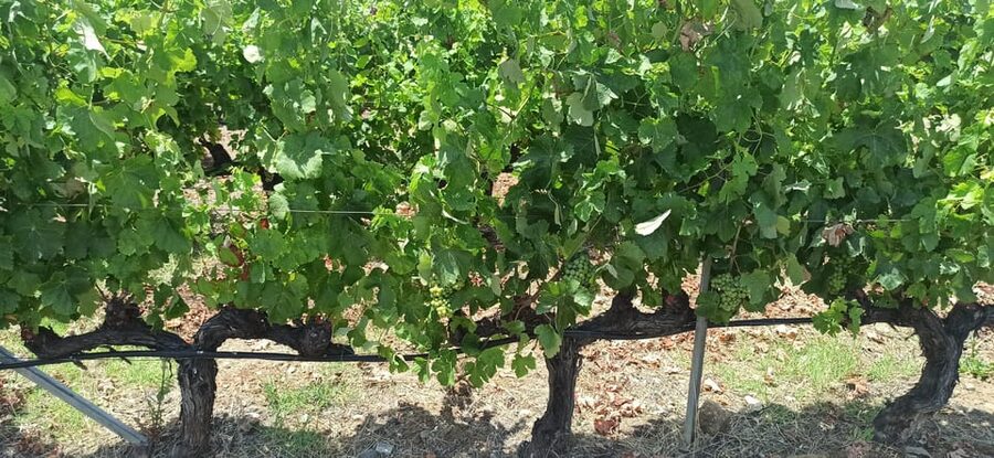 Kos: Wineries Tour w/ Wine Tastings & Transportation - What the Wine Pairing Includes, and Why You Should Eat First