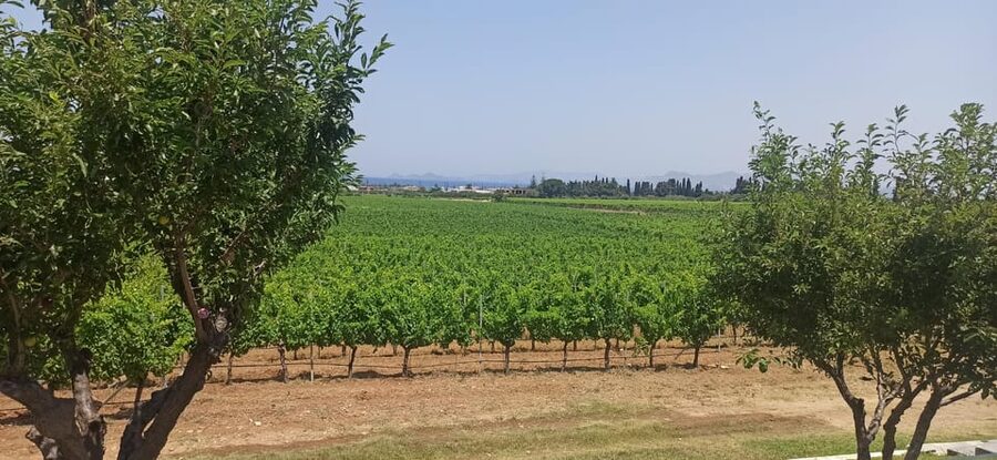 Kos: Wineries Tour w/ Wine Tastings & Transportation - Should You Book This Kos Wine Tour?