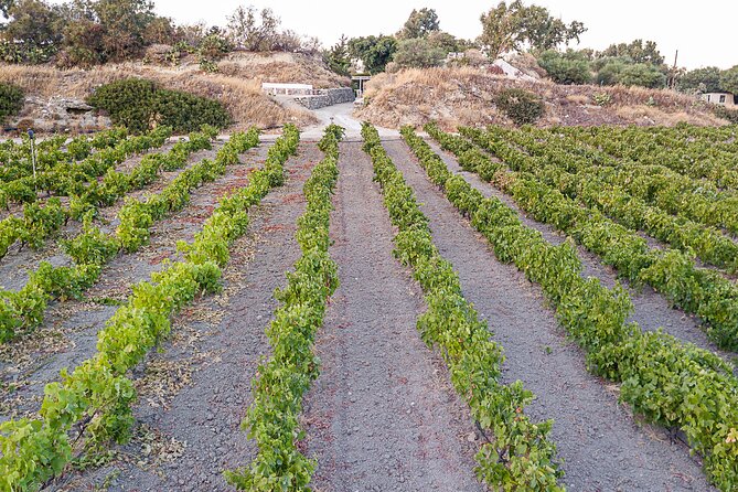 Kostantakis Winery - Milos Island Tour & Wine Tasting Experience - The Tasting Part You Actually Care About: 8 Wines, Cheese, and Island Snacks