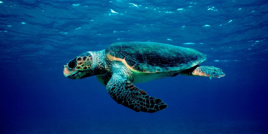 Laganas Zakynthos: Marathonissi, Keri Caves and Turtles Spot - Key things that make this trip worth it