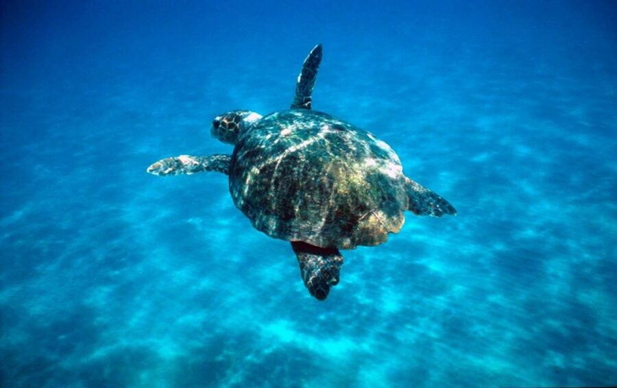 Laganas Zakynthos: Marathonissi, Keri Caves and Turtles Spot - Laganas to Marathonissi in 3 hours, the practical way