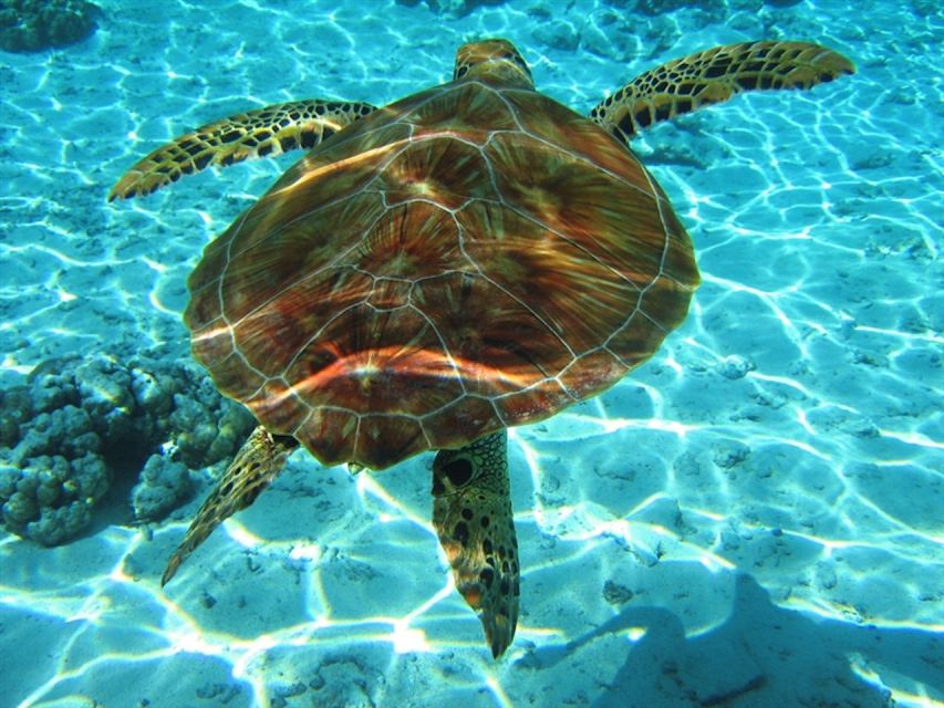 Laganas Zakynthos: Marathonissi, Keri Caves and Turtles Spot - Boarding notes: plan for a sea-step and keep your shoes put away