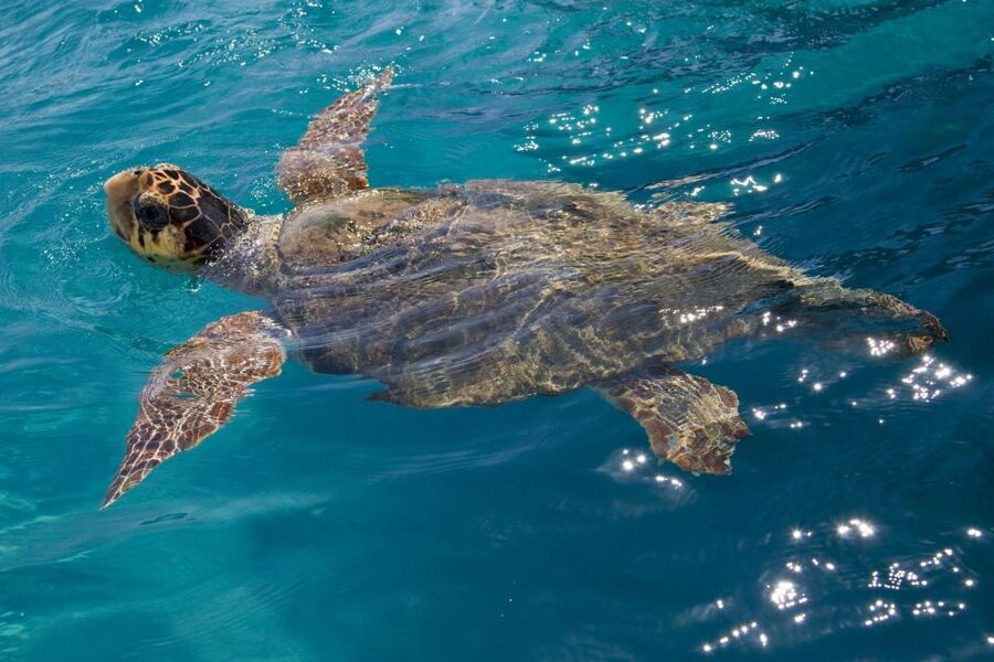 Laganas Zakynthos: Marathonissi, Keri Caves and Turtles Spot - Turtle Island and its large cave, plus a second swim