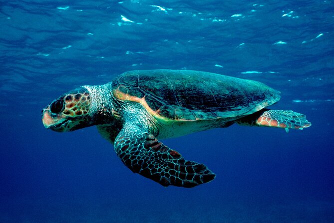 Laganas Zakynthos: Marathonissi, Keri Caves and Turtles Spotting - Getting On the Boat: Where to Meet in Laganas and What to Expect