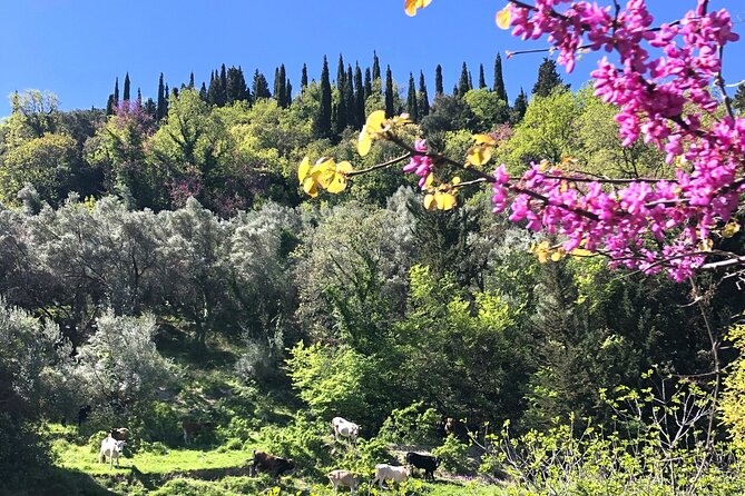 Lefkada: Mountain Gems Electric Fat Bicycle Tour & Tasting - Passing Platistoma and heading toward Alexandros