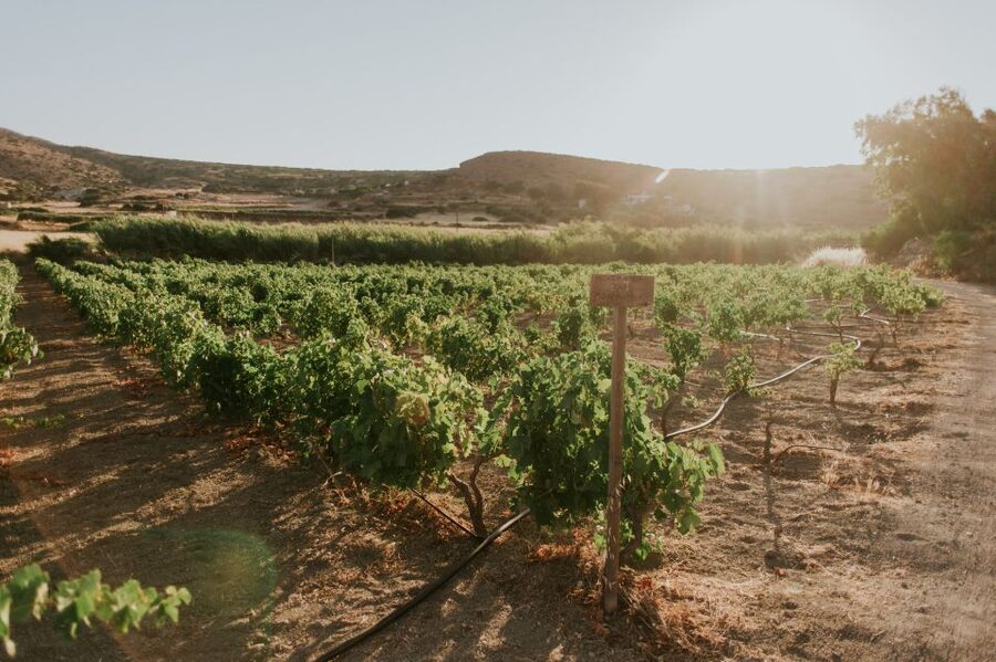 Milos Island: Kostantakis Winery Wine Tasting Experience - Who this tour is best for, and who should skip it