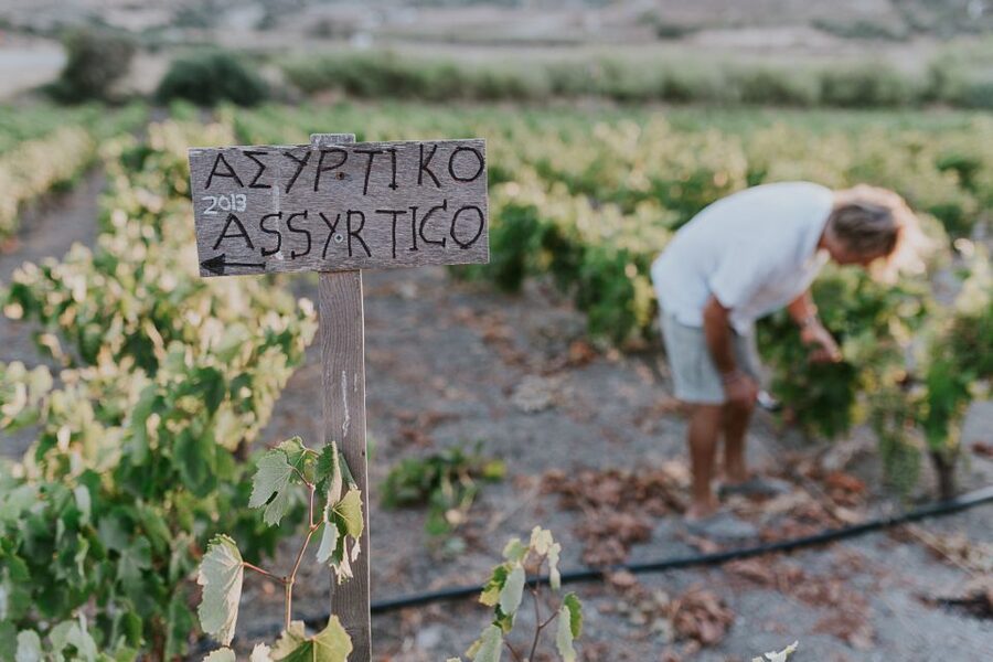 Milos Island: Kostantakis Winery Wine Tasting Experience - Vineyard walk: indigenous grapes and island farming reality