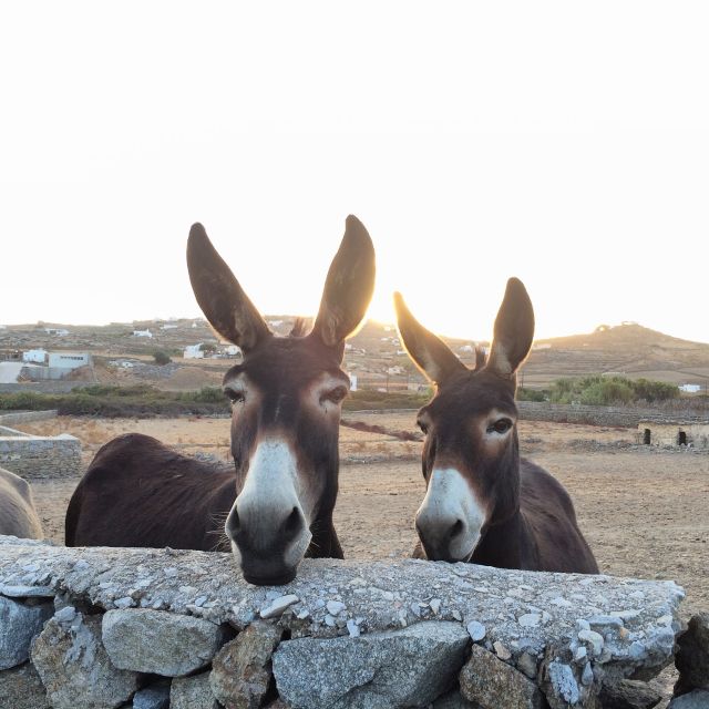Mykonos: Full-Day Sightseeing Tour with Lunch - The 2-hour hotel reset, then Mykonos Town on foot