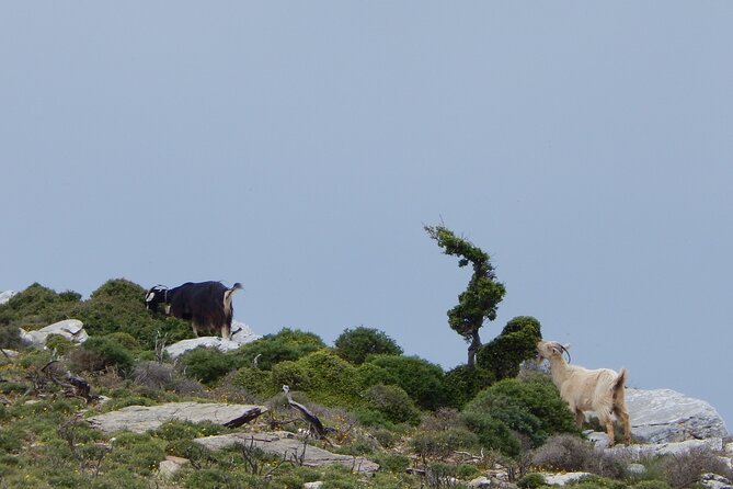 Naxos: Hike to the Top of the Cyclades - Mount Zas - Going down is part of the challenge, so treat it that way