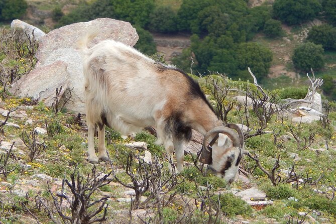 Naxos: Hike to the Top of the Cyclades - Mount Zas - Price and value: is $102.58 a fair deal?