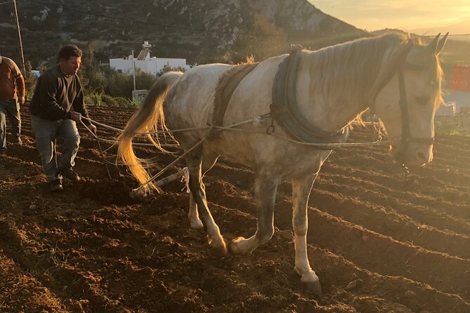 Naxos Perivoli Farm Experience & Wood-fire Cooking Class - Key points I’d circle before you go