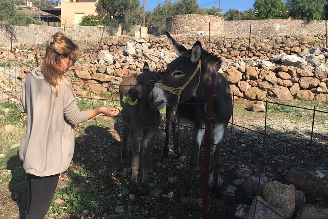 Naxos Villages Food Tour - What you actually eat and drink (and why it works)