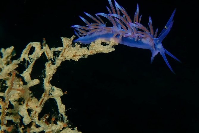Nima Diving Center, Naxos, Greece - Key things I’d pin to your fridge before you go
