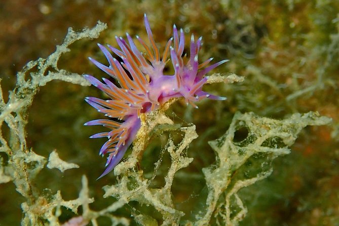 Nima Diving Center, Naxos, Greece - Marine life expectations: fish, coral patches, and luck with bigger sightings