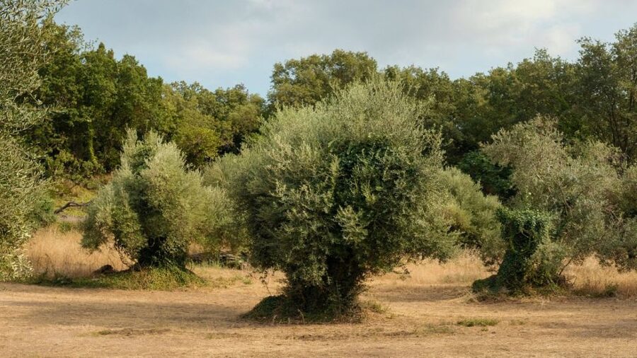 North Corfu: Olive Tour with Olive Oil Tasting and Mezze - FAQ