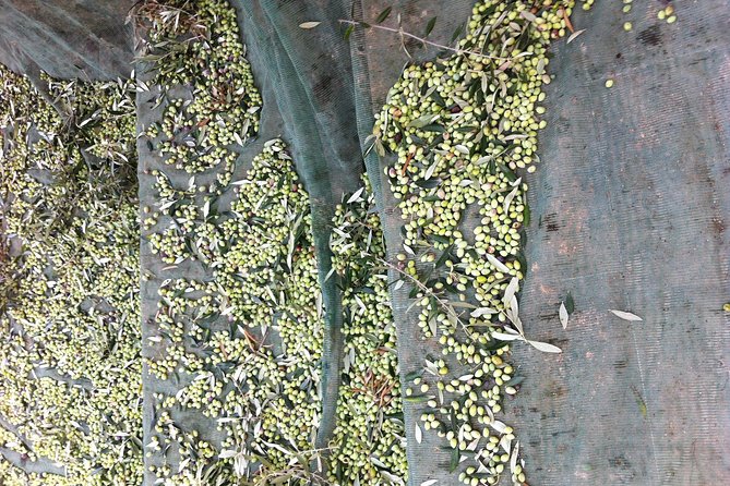 Olive Oil Tasting Tour - Inside the olive mill: First Cold Pressed plus cold extraction with a centrifuge