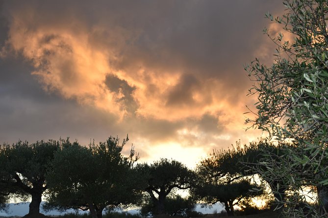 Olive Oil Tasting Tour - What you actually taste: EVOO qualities, flavored oils, sweet vinegar, and petimezi
