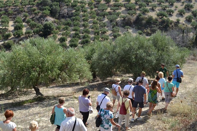 Olive Oil Tasting Tour - Price value: $19.36 for an hour plus guided comparisons