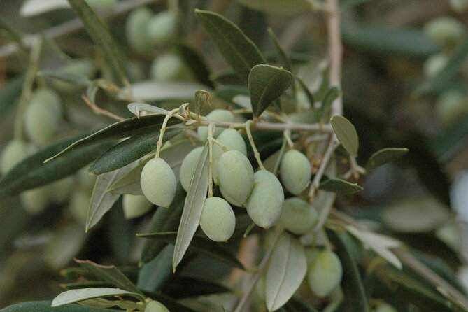 Olive Oil Tasting Tour - How to make the most of it (and avoid tasting boredom)