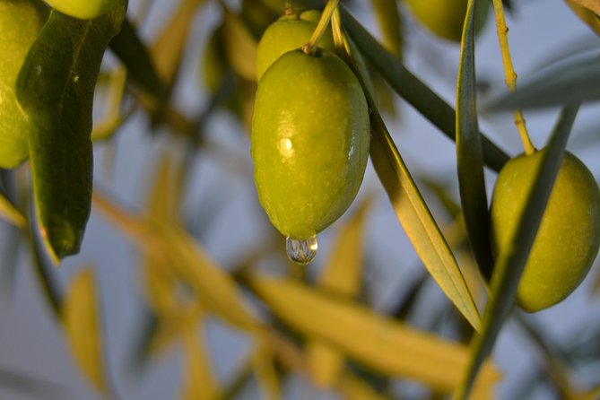 Olympia Shore Ex: Olympic site, Honey Farm & Olive Oil Tasting - Price and Value: What the $119.48 Covers (and What It Doesn’t)