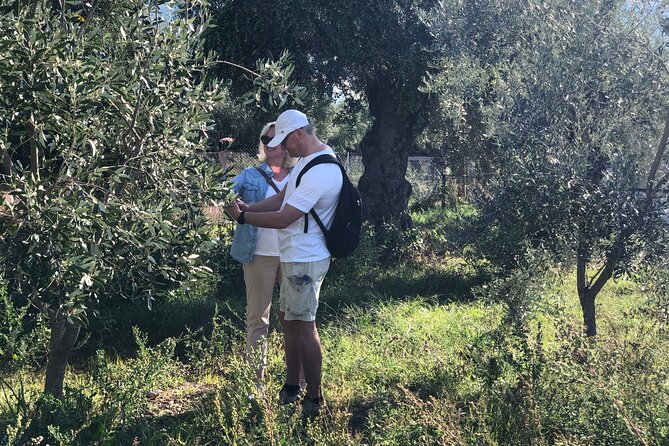 Organic Olive Grove tour & Olive oil tasting & lunch in Kalamata! - Olive oil tasting in a historic shop, with real variety comparisons