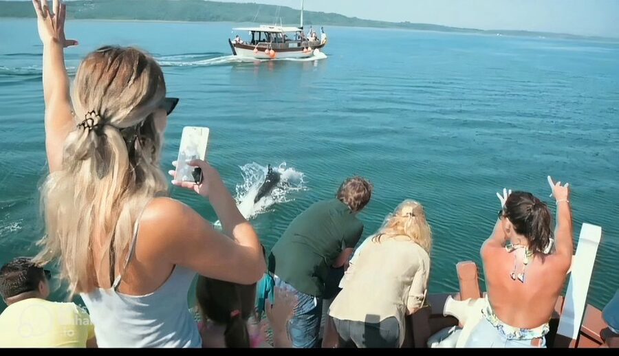 Preveza: Dolphin Watching Cruise with Lunch and Drinks - Price and value: what you get for about $70