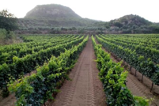 Private Excursion to Ancient Olympia - bee farm & winery - Market stroll in modern Olympia: quick snacks and easy souvenir browsing