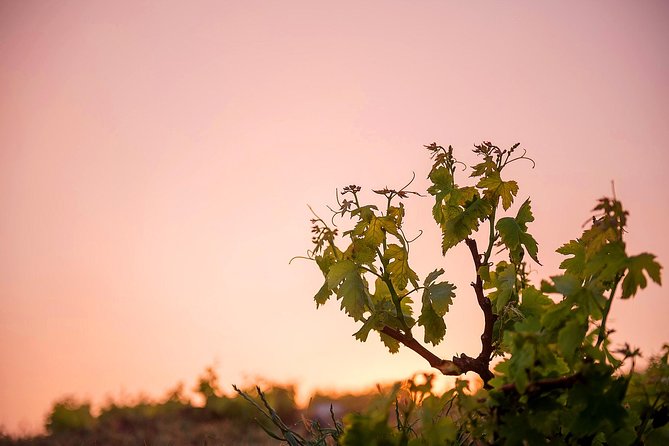 Private Santorini Wine Roads Tour with Tastings - Buying a bottle to take home, if you want the souvenir that tastes good