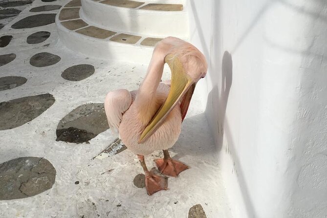 Private Tour: 4 Hours Mykonos Island Tour - Like a Local - Ftelia Stop and the Private Church If It’s Open