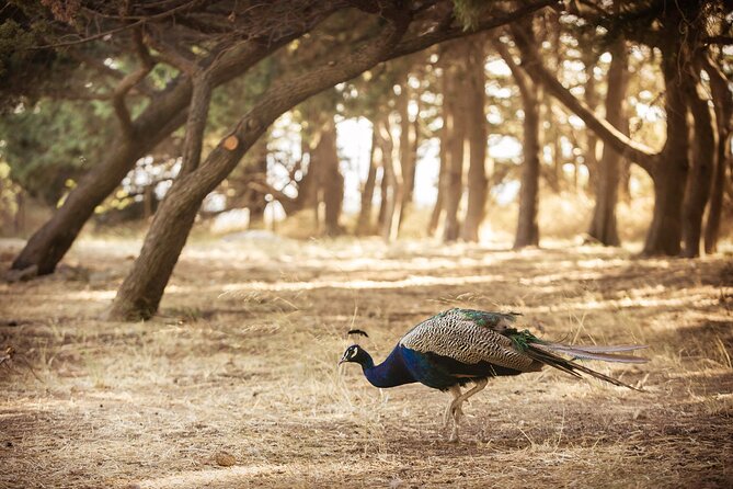 Private Tour: Best of Rhodes in one day (Full Island Tour) - What Makes the Best Versions of This Tour Feel Great