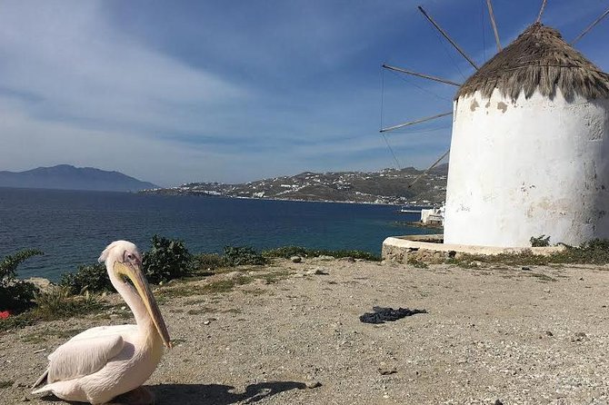 Private Tour: Mykonos Island in Half a Day - Little Venice and the Windmills: The Iconic Sights Without the Full Day Cost