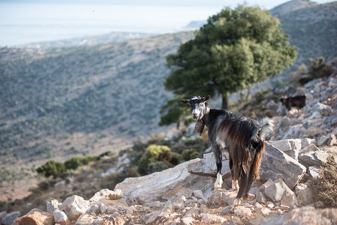 PRIVATE-Zeus Cave-Knossos-Olive oil Factory-Traditional Villages. - Mochos: old streets, churches, and a family lunch