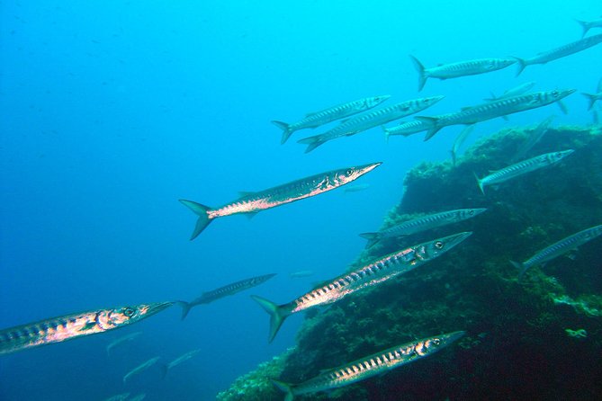 Qualified Diver 1 Tank Dive in Mykonos - Key highlights worth your attention