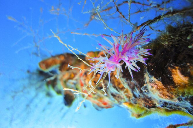 Qualified Diver 1 Tank Dive in Mykonos - Timing that fits Mykonos, including non-scuba options