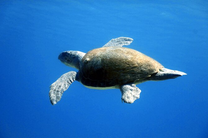 Qualified Diver 1 Tank Dive in Mykonos - Value check: is $178.61 a fair deal for a one-tank outing?