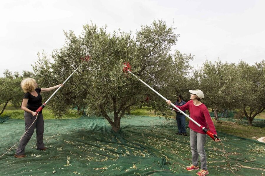 Rethymno: Olive Oil Tasting with Cretan Food Pairing - Key things you’ll remember
