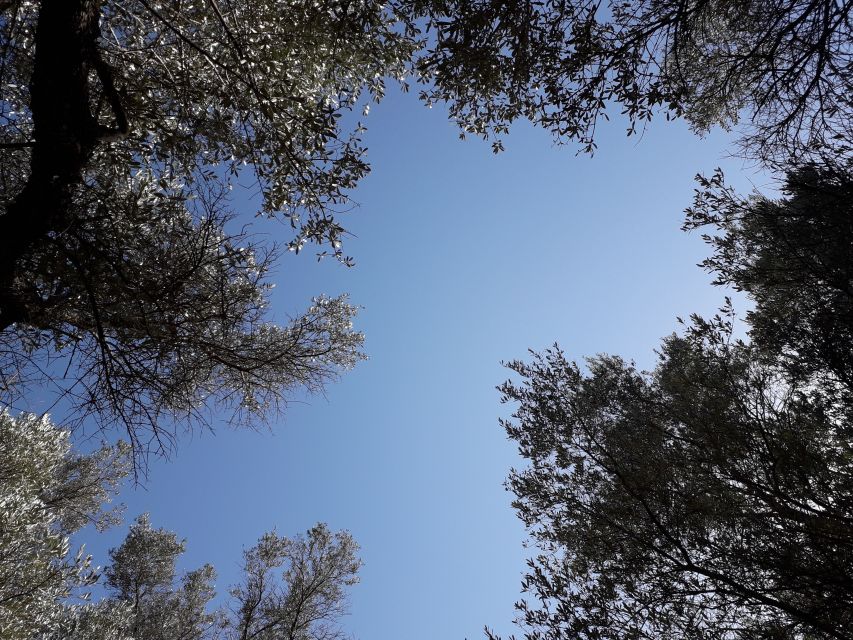 Rethymno: Olive Oil Tasting with Cretan Food Pairing - The Olive Grove Walk: Quiet Learning in a Holy Gethsemane Garden