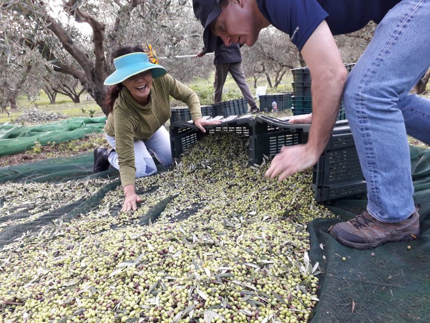 Rethymno: Olive Oil Tasting with Cretan Food Pairing - Who This Is Perfect For (and Who Might Want a Different Day)