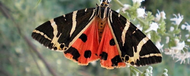 Rhodes: Butterfly Valley and Filerimos Hill Bus Trip - Key Points at a Glance