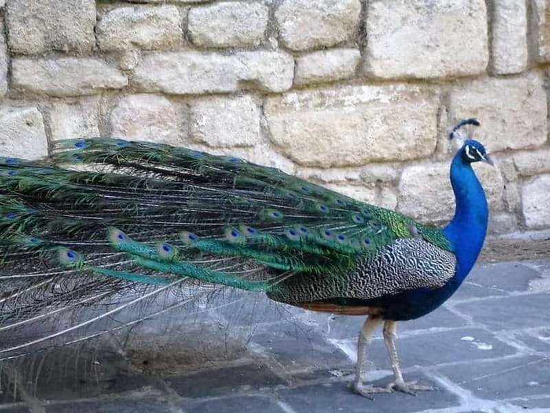 Rhodes: Butterfly Valley and Filerimos Hill Bus Trip - Entrance Fees and What You Should Budget for Real Value