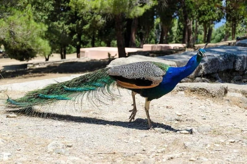 Rhodes: Butterfly Valley and Filerimos Hill Bus Trip - Butterfly Valley in Rhodes: Streams, Shade, and the Best Chances Higher Up