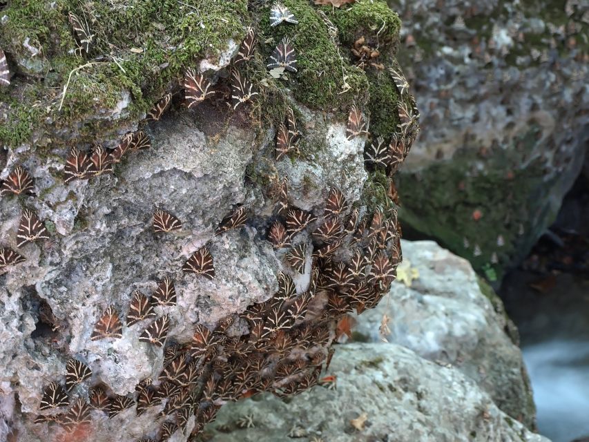 Rhodes: Butterfly Valley and Mini Cruise to Chalki Island - Valley of the Butterflies on Rhodes: What You’re Really Seeing