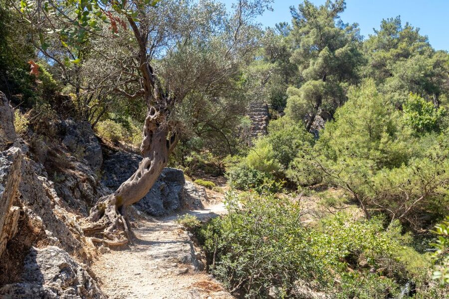 Rhodes: Butterfly Valley and Seven Springs Valley Day Trip - Price and Value: What $34 Really Buys