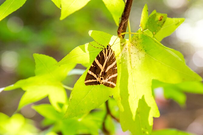 Rhodes: Butterfly Valley & Seven Springs Nature Day Trip - Pickup and meeting windows: morning start, mobile ticket, and making it smooth
