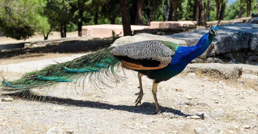 Rhodes: Filerimos Hill and Butterfly Valley Bus Trip - Why This Rhodes Half-Day Mix Works, Ruins Plus Butterflies